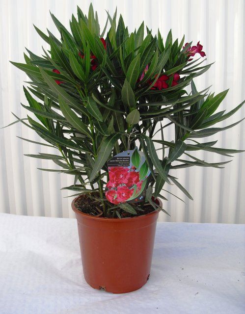 NERIUM OLEANDER ∅20