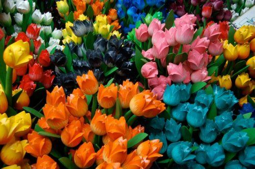 tulips 2849 640