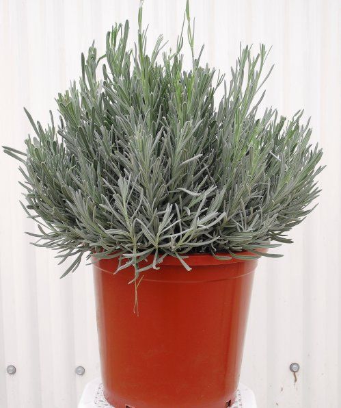 LAVANDA 1