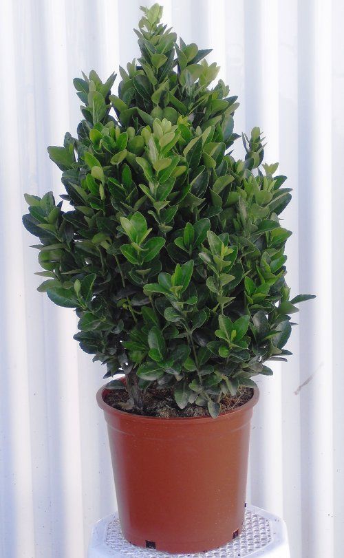 EVONYMUS JAPONICA VERDE C20