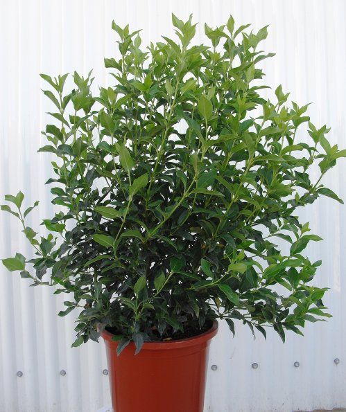 VIBURNUM TINUS ∅25