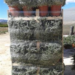 Box pallet aromática