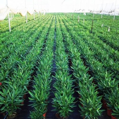 Nerium oleander - Producción M-18