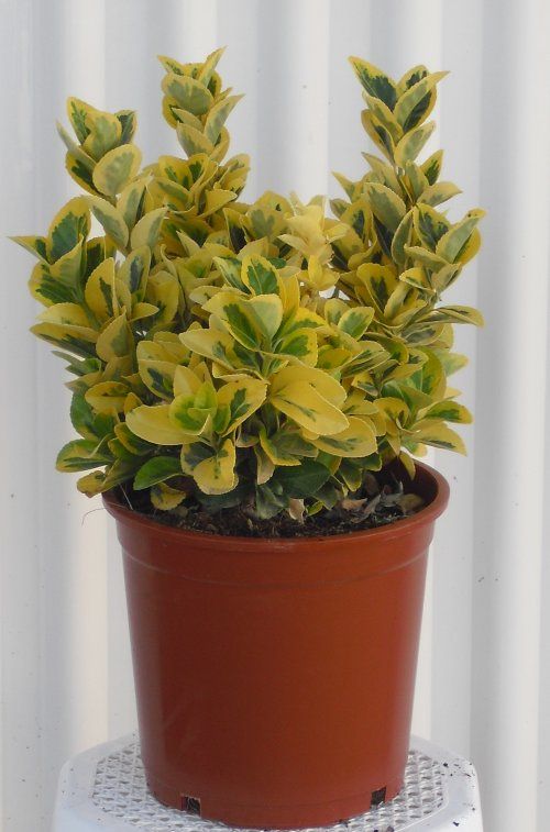 EVONYMUS AUREA C20 (1)