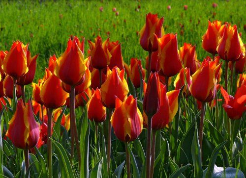 tulips 547365 1920