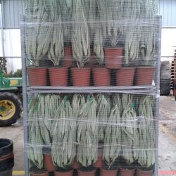 CC yucca