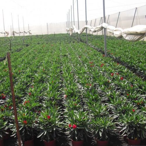 Nerium oleander. Producción M-18