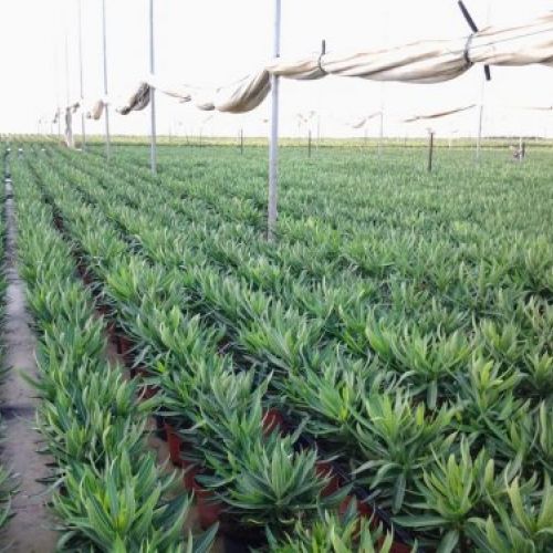 Nerium oleander - Producción M-18