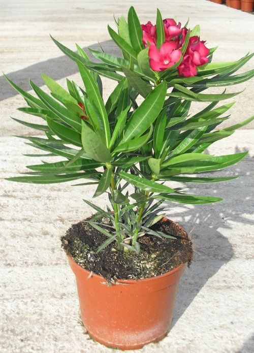 NERIUM OLEANDER ∅14