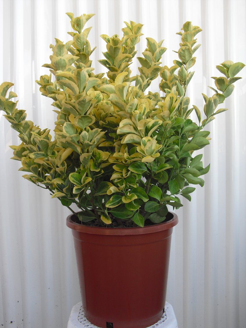 31d75ed179a54fd35338ff3924fa704b50226235