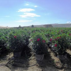 Nerium oleander   Producción M 40