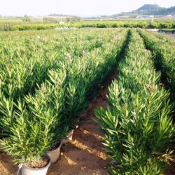 Nerium oleander   Producción M 30