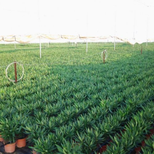 Nerium oleander Producción M 18