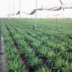 Nerium oleander   Producción M 18