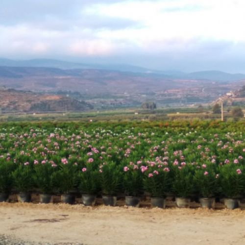 Nerium oleander   Producción M 40