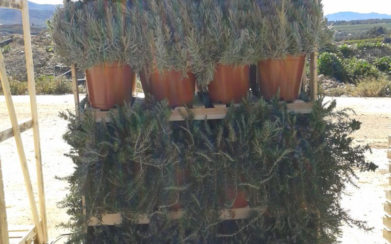 Box pallet aromática