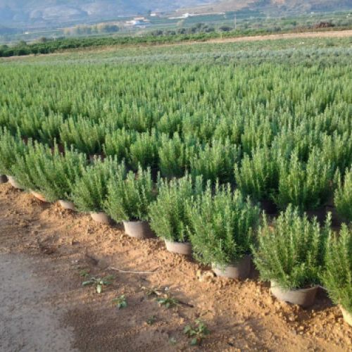 Producción Rosmarinus officinalis