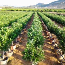 Nerium oleander   Producción copas