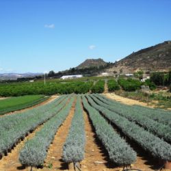 Campo de producción Aromática