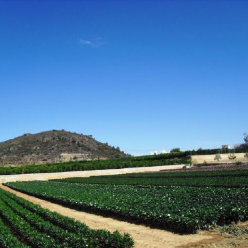 Nerium oleander   Producción M 20