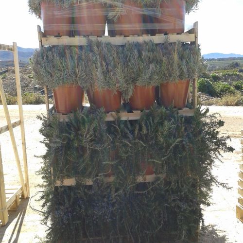 Box pallet aromática