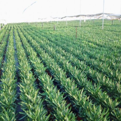 Nerium oleander   Producción M 18