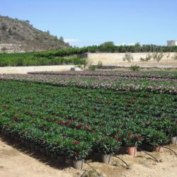 Nerium oleander   Producción M 20