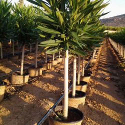 Nerium Oleander   Producción copas