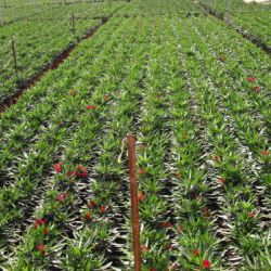 Nerium oleander   Producción M 18