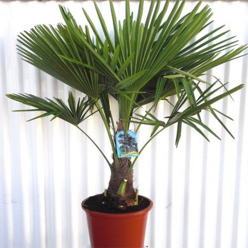 Las palm&aacute;ceas, tambi&eacute;n conocidas como palmeras, son sin&oacute;nimo de elegancia y exotismo. En nuestro extenso cat&aacute;logo, encontrar&aacute;s una amplia variedad de estas maravillosas plantas que elevar&aacute;n cualquier espacio exterior a un nivel superior.
Nuestros productos est&aacute;n cultivados con esmero y en condiciones &oacute;ptimas para garantizar su vitalidad y salud. En GREENVAL ofrecemos productos de la m&aacute;s alta calidad a precios competitivos para que puedas impulsar tu negocio de manera exitosa.