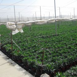 Nerium oleander   Producción M 18