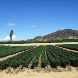 Nerium oleander   Producción M 20