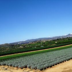 Campo producción Aromática