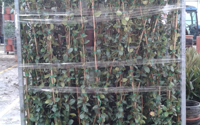 CC Trachelospermum jasminoide m 18