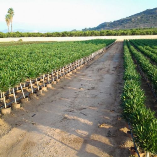 Nerium oleander   Producción copas