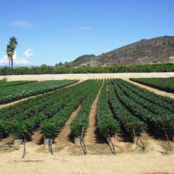 Nerium oleander   Producción M 20