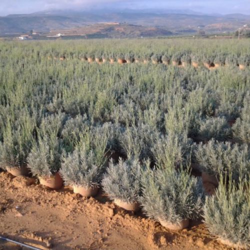 Lavandula officinalis M 25