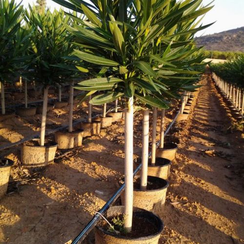 Nerium Oleander   Producción copas