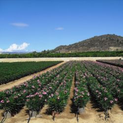 Nerium oleander   Producción M 20