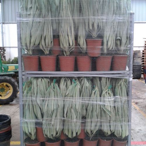 CC yucca