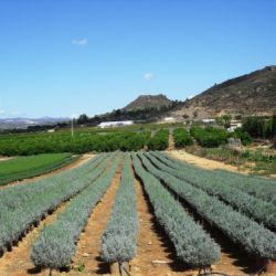 Campo de producción Aromática