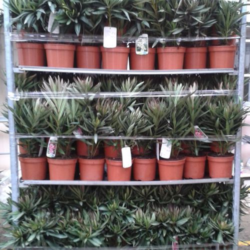 CC Nerium oleander