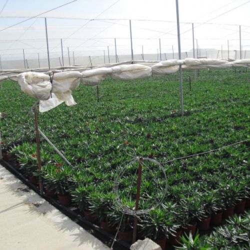 Nerium oleander   Producción M 18