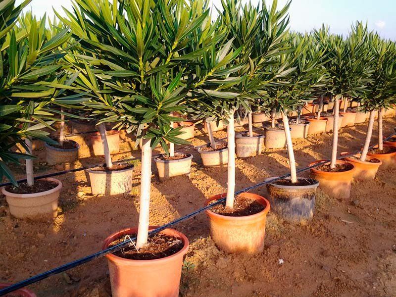 Vivero mayorista de planta ornamental en Valencia