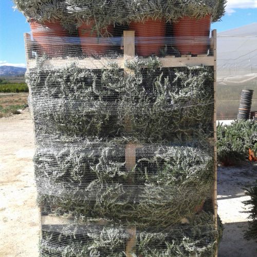 Box pallet aromática