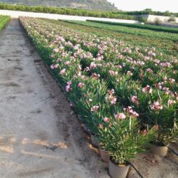 Nerium oleander   Producción M 25