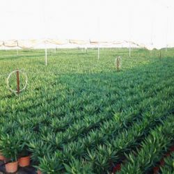 Nerium oleander Producción M 18