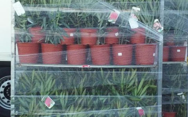 2002 12 08 12 00 00 52822016