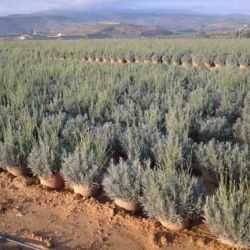 Lavandula officinalis M 25