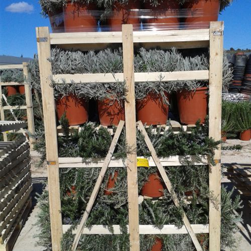 Box pallet aromática